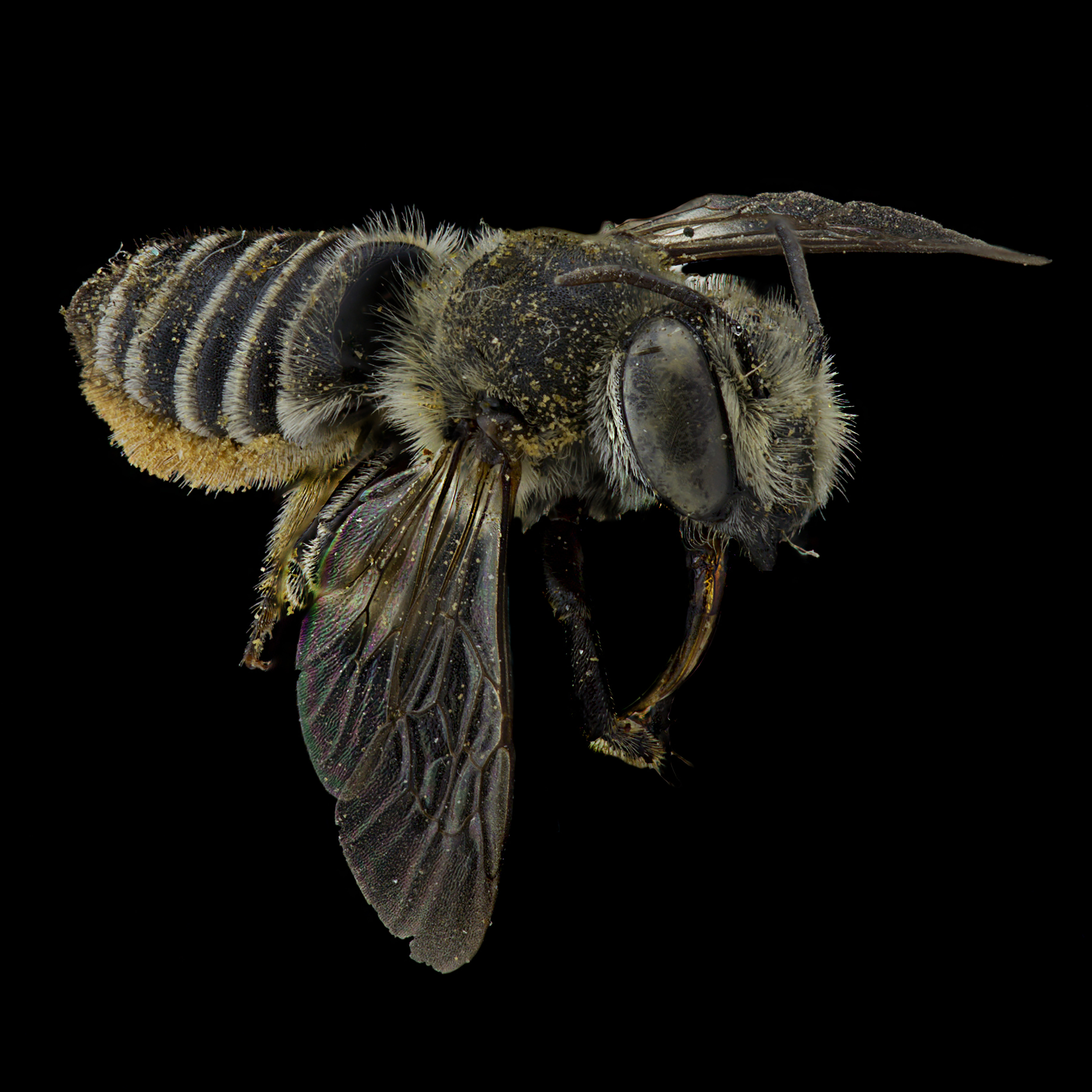 Leaf-cutter bee (Megachilidae, genus Megachile)